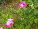 rosa rugosa rubra