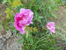 Marguerite Hilling