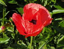 papaver or. Pizzicato