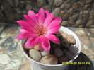 SAM_9602