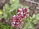 Rosa Dimov nr.19