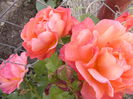 Rosa Westerland