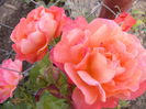 P1240579
