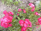 Rosa Morsdag rosu