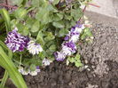 Clematis Shin-Shigyokie