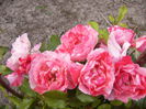 Rosa Grimaldi