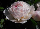 DSCN7398