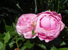 DSCN7401