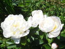 DSCN7410