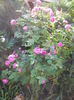 DSCN7337