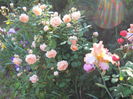DSCN7340
