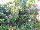DSCN7352