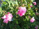 DSCN7373
