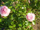 DSCN7376