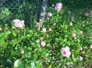 DSCN7378