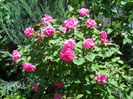 DSCN7393