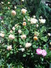 DSCN7400