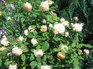 DSCN7402