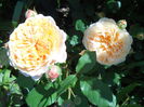 DSCN7403