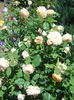 DSCN7404