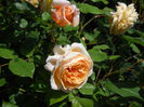 DSCN7405