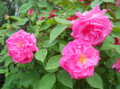 DSCN7417