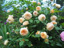 DSCN7426