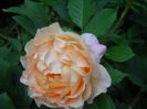 DSCN7445