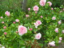 DSCN7454