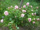DSCN7457