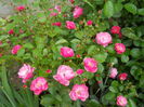 DSCN7459