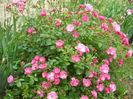 DSCN7462