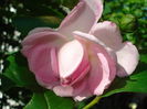 Jasmine