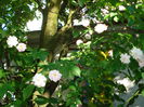 Paul's Himalayan Musk
