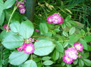 Perennial Blue