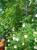 DSC08755