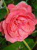 Rosarium Uetersen