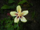 Aquilegia Red & Yellow (2015, May 17)