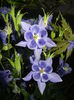 Aquilegia Blue (2015, May 15)