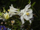 Aquilegia White (2015, May 12)