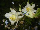 Aquilegia White (2015, May 12)