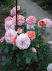DSCF2432