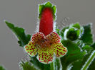 NEW 2015 + Kohleria Luci s Shine
