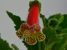 NEW 2015 + Kohleria Luci s Shine