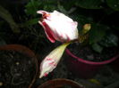SAM_5562