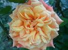 SAM_5563