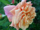 SAM_5565