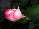 SAM_5567