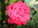 SAM_5570