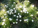 SAM_5572